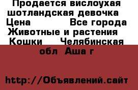 Продается вислоухая шотландская девочка › Цена ­ 8 500 - Все города Животные и растения » Кошки   . Челябинская обл.,Аша г.